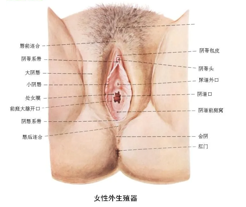 患上了外阴白斑应该怎么办呢