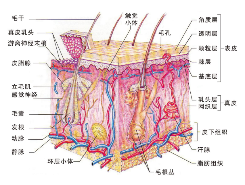 女孩子外阴部位出现外阴营养不良是怎么回事?