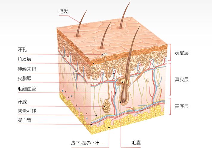 哪些因素会影响外阴白斑疾病的治疗进程?